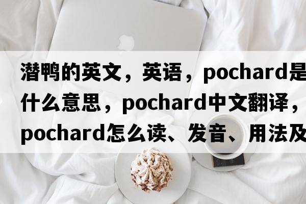 潛鴨的英文，英語，pochard是什么意思，pochard中文翻譯，pochard怎么讀、發(fā)音、用法及例句