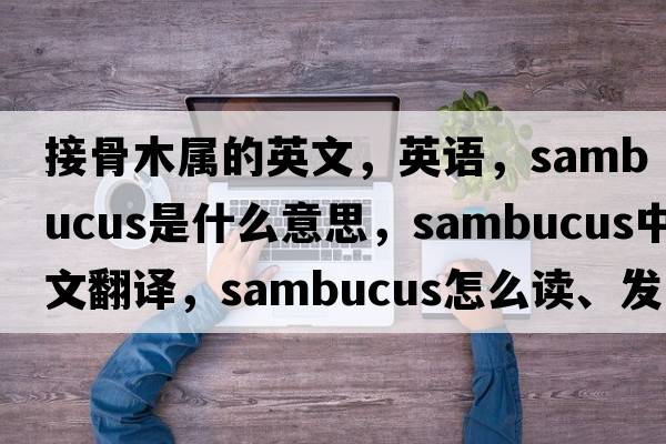 接骨木屬的英文，英語(yǔ)，sambucus是什么意思，sambucus中文翻譯，sambucus怎么讀、發(fā)音、用法及例句