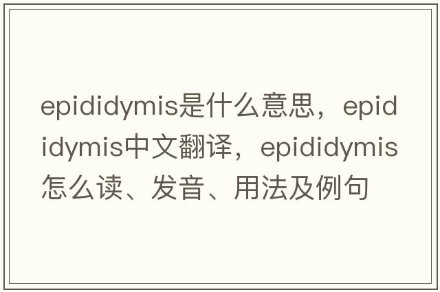 epididymis是什么意思，epididymis中文翻譯，epididymis怎么讀、發(fā)音、用法及例句