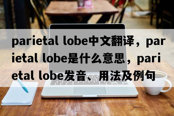 parietal lobe中文翻譯，parietal lobe是什么意思，parietal lobe發(fā)音、用法及例句