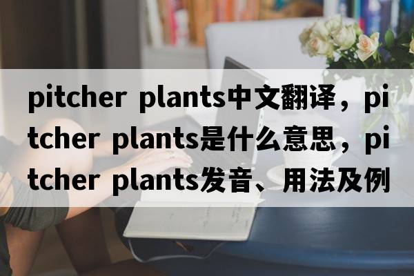 pitcher plants中文翻譯，pitcher plants是什么意思，pitcher plants發(fā)音、用法及例句